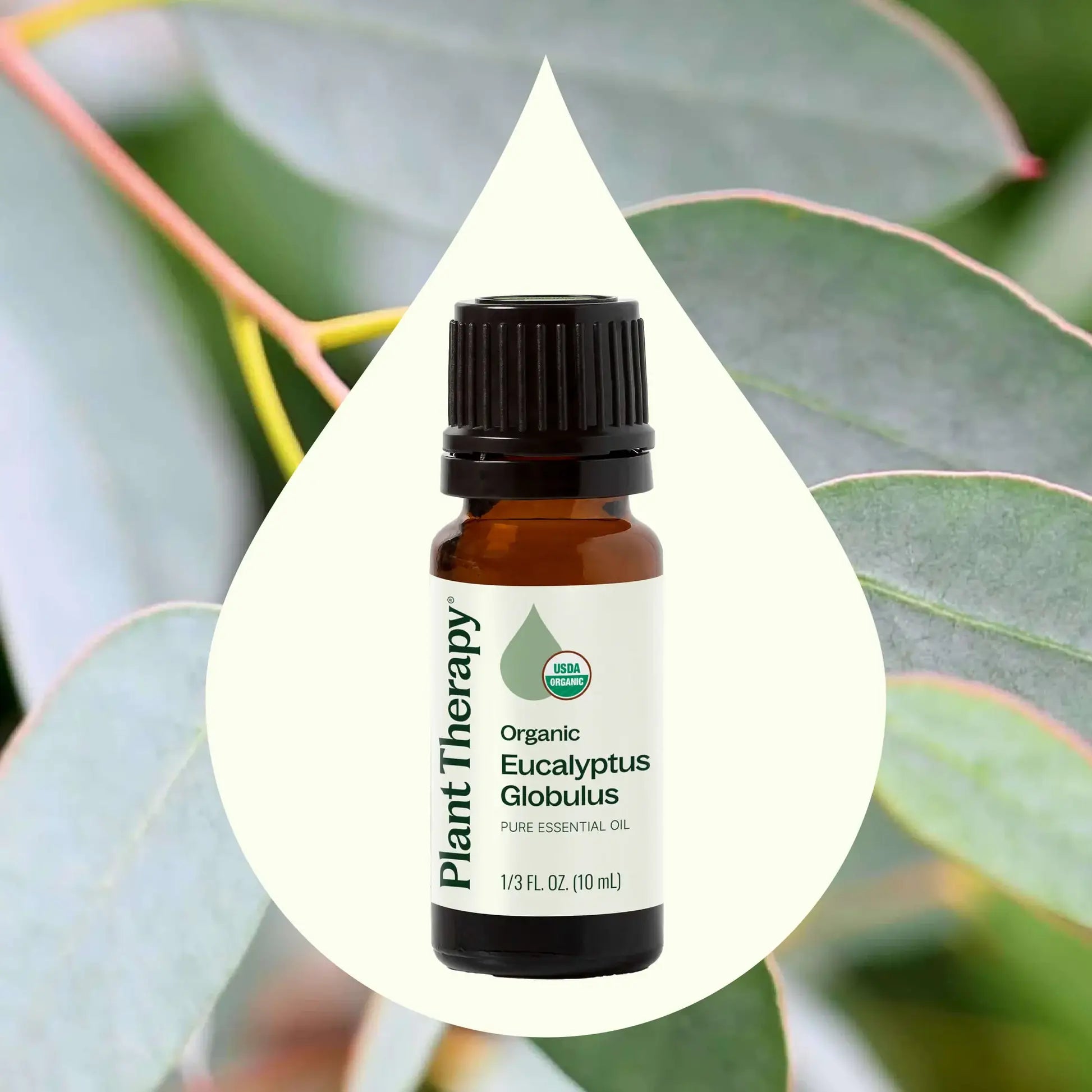 Plant Therapy Organic Eucalyptus Globulus Essential Oil 10 mL